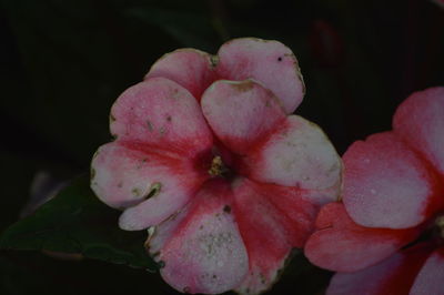 Close-up of pink flowers