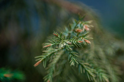 The tip of a pine tree leaves