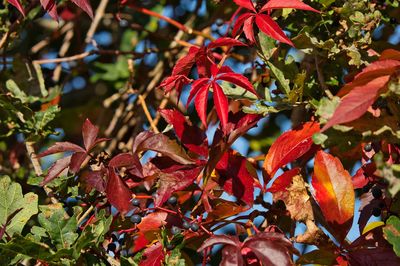 Close-up of maple leaves on tree