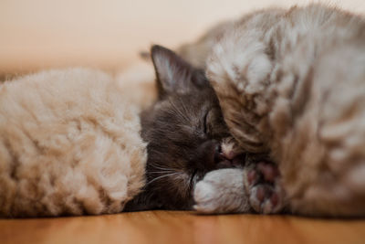 Close-up of cat sleeping at home