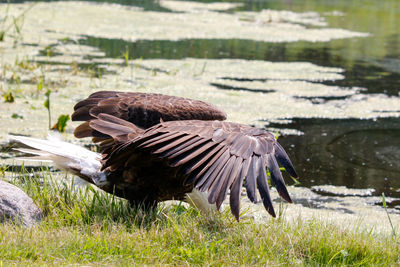 Bird flying over a field