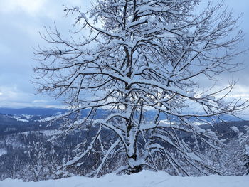 Bare tree against snow covered mountains against sky