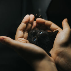 Close-up of hand holding black cat