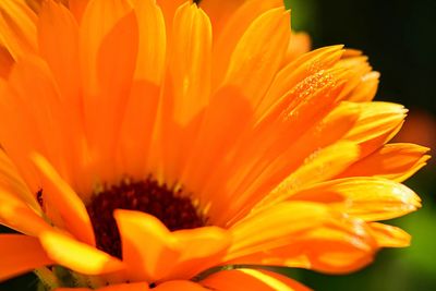 Close-up of orange flower