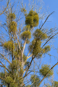 Low angle view of tree against clear blue sky