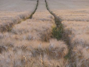 High angle view of dry grass on field