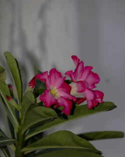 Close-up of pink flowers blooming outdoors