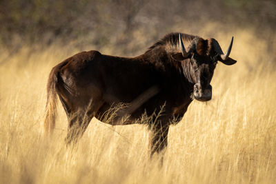 Black wildebeest standing in grass watching camera