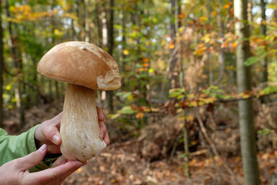 Close-up of hand holding mushroom growing in forest