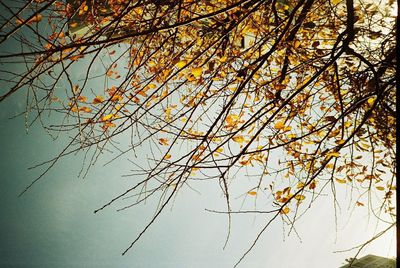 Low angle view of trees