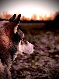 Close-up of a dog looking away