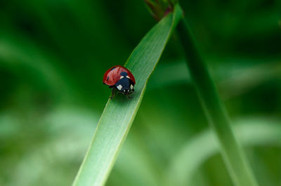 Close-up of ladybug on leaf