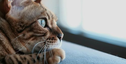 Close-up of cat resting on window sill