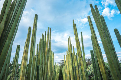 Low angle view of plants against sky