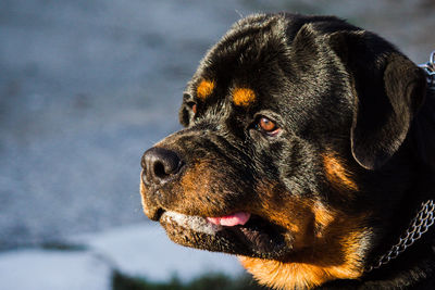 Close-up of a dog looking away