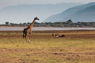 Giraffe walking on field