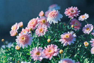 Close-up of pink flowering plants