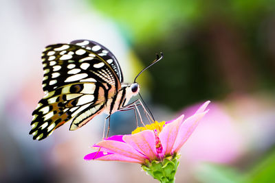 Close-up of butterfly pollinating on pink flower