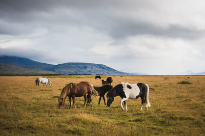 Horses grazing in a field