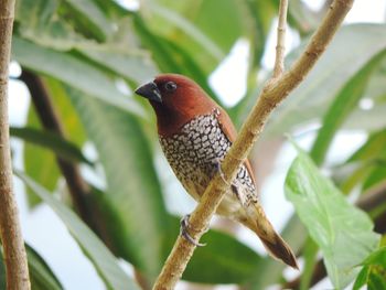 Low angle view of bird perching on branch