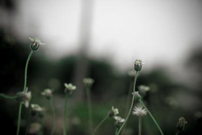 Close-up of flowering plant on field