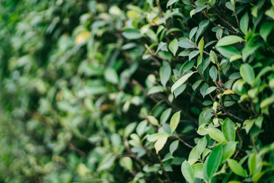 Full frame shot of plants