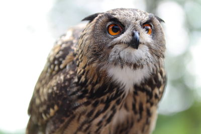 Close-up of owl