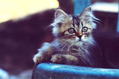 Close-up portrait of kitten