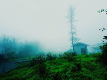 Trees in foggy weather