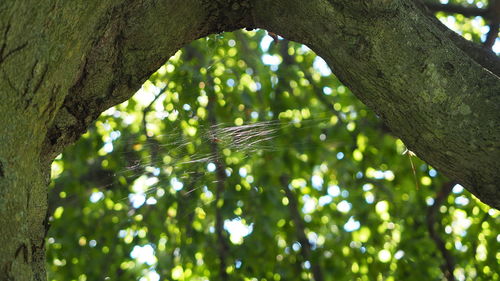 Low angle view of spider on tree