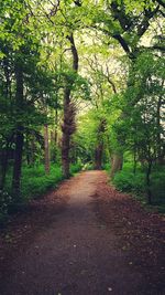 Road passing through forest