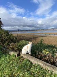 View of cat on field against sky