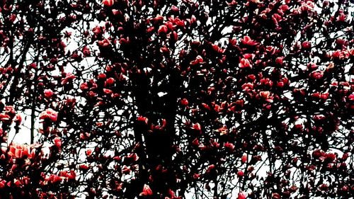 Full frame shot of red berries