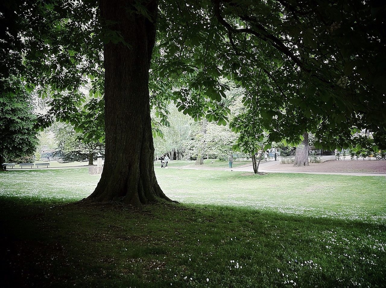 tree, grass, tree trunk, park - man made space, tranquility, growth, green color, park, shadow, tranquil scene, nature, branch, sunlight, beauty in nature, footpath, scenics, bench, grassy, lawn, day