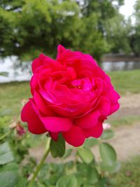 Close-up of pink rose