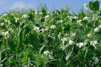 Close-up of white flowering plants on field