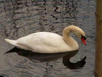 Swan swimming in lake