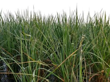 Wheat growing on field