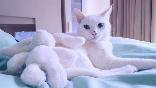 Portrait of white cat on bed at home