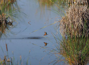 High angle view of bird in lake