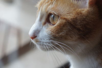 Close-up of cat looking away