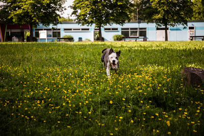 View of dog on field
