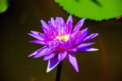 Close-up of purple water lily in lake