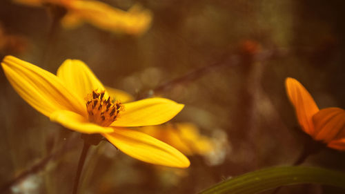 Close-up of yellow flower