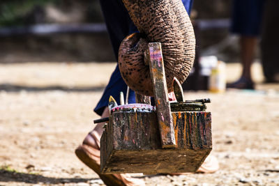 Close-up of elephant trunk holding wooden box