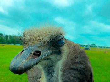 Close-up of ostrich