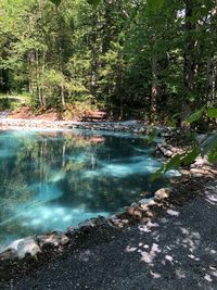 Scenic view of river in forest