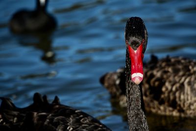 Close-up of swan swimming in lake