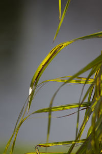 Close-up of plant against sky