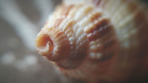 Close-up of animal shell